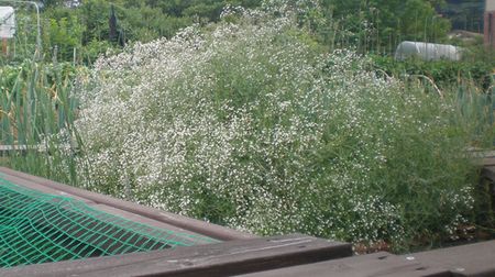 7分咲きのかすみ草