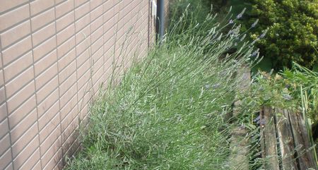 軒先で大株に育ったラベンダー